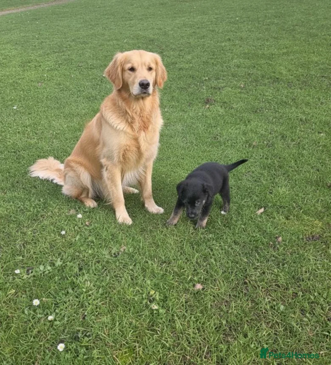 Golden Shepherd dogs for sale: Golden shepherd puppies  in Romford - Advert 16