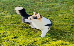 Welsh Corgi Pembroke dogs for sale: 2 Tri/KC girls from health tested parents - Image 10