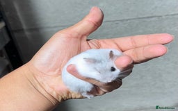 Hamster rodents for sale: OLDER STUNNING TAME PEDIGREE HAMSTERS - Image 4