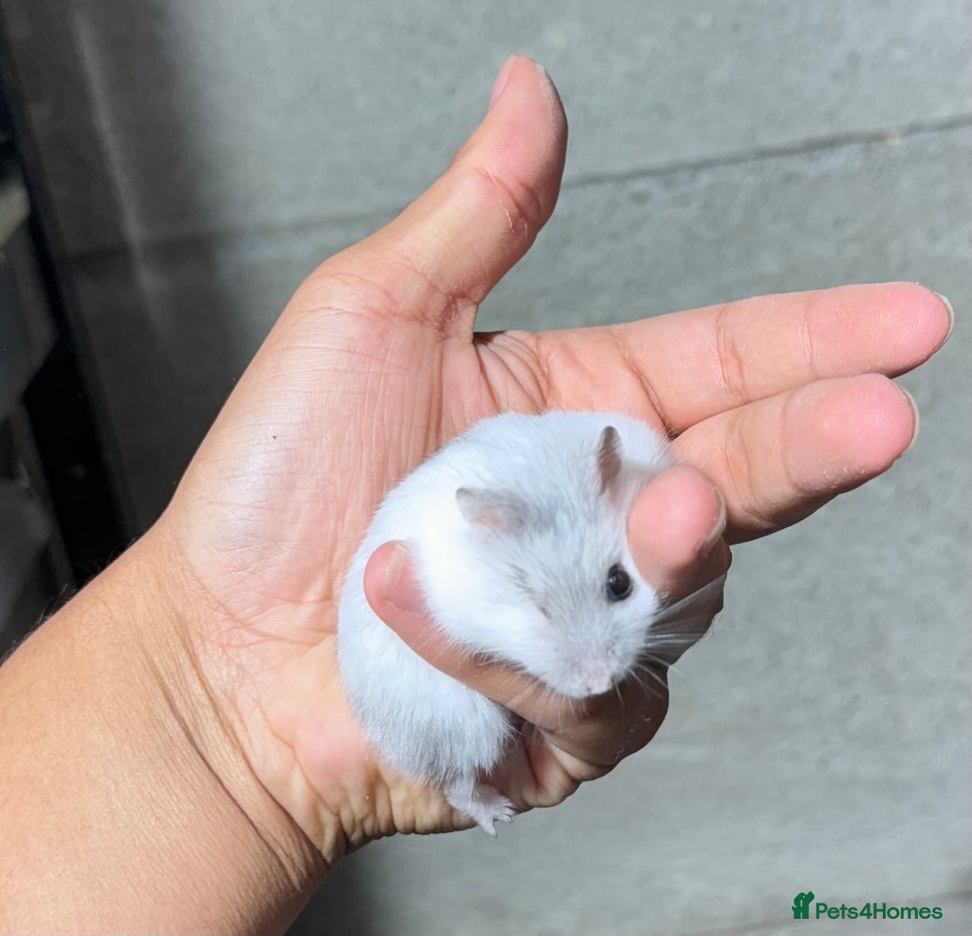 Hamster rodents for sale: OLDER STUNNING TAME PEDIGREE HAMSTERS - Image 4