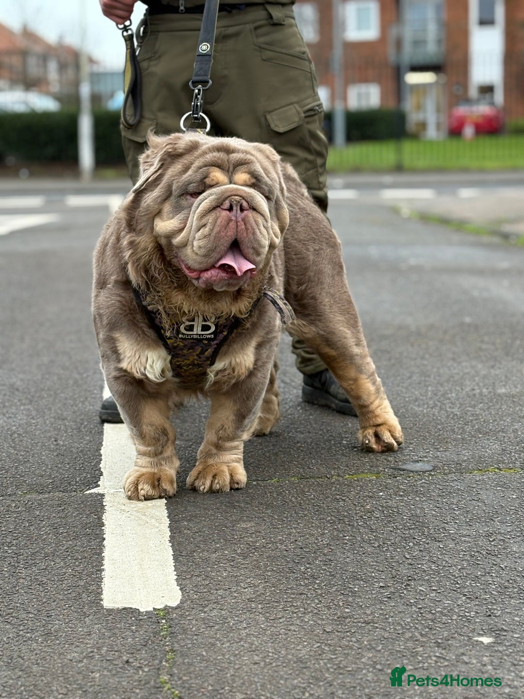 Old Tyme Bulldog dogs for stud: Olde Tyme Bulldog For Stud  - Advert 4