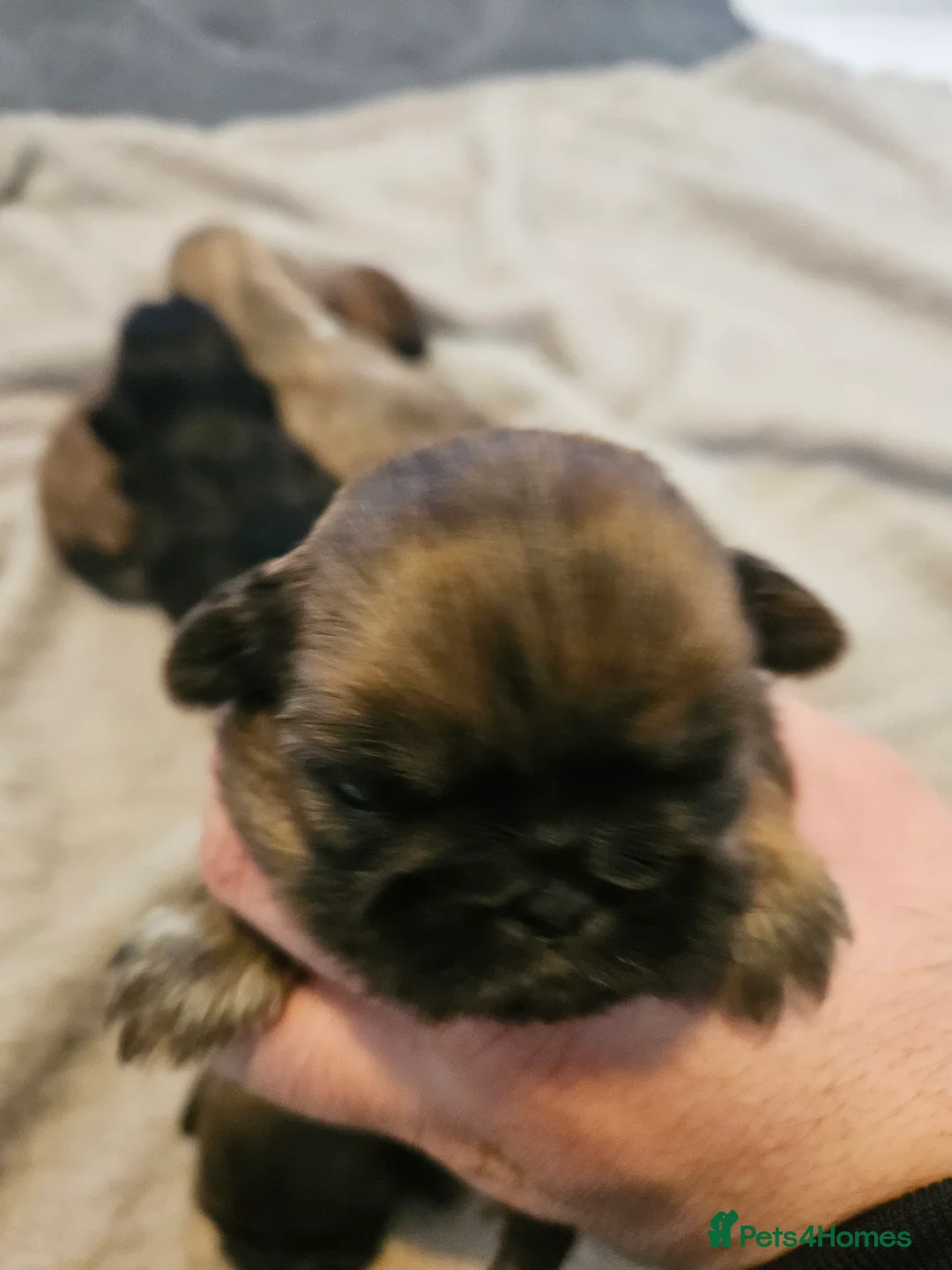 Shih Tzu dogs for sale: Shihtzu puppys  - Advert 5