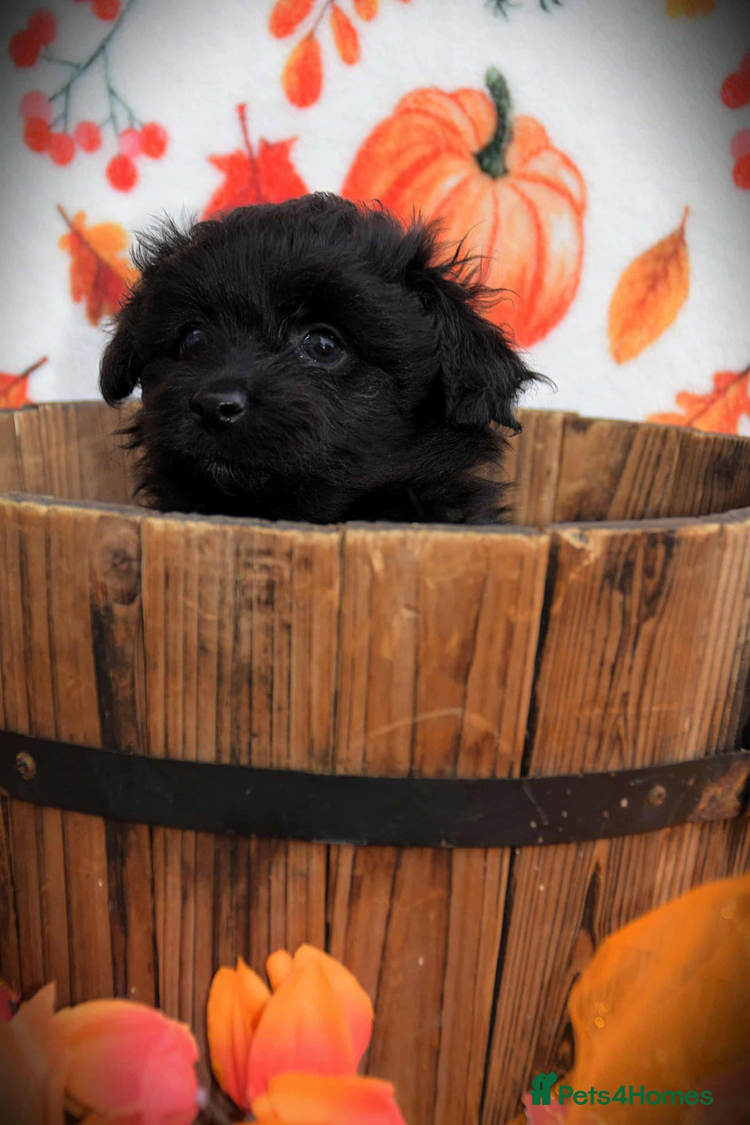 Cockapoo dogs for sale: Fully innoculated hereditary clear toy cockapoos  - Advert 21