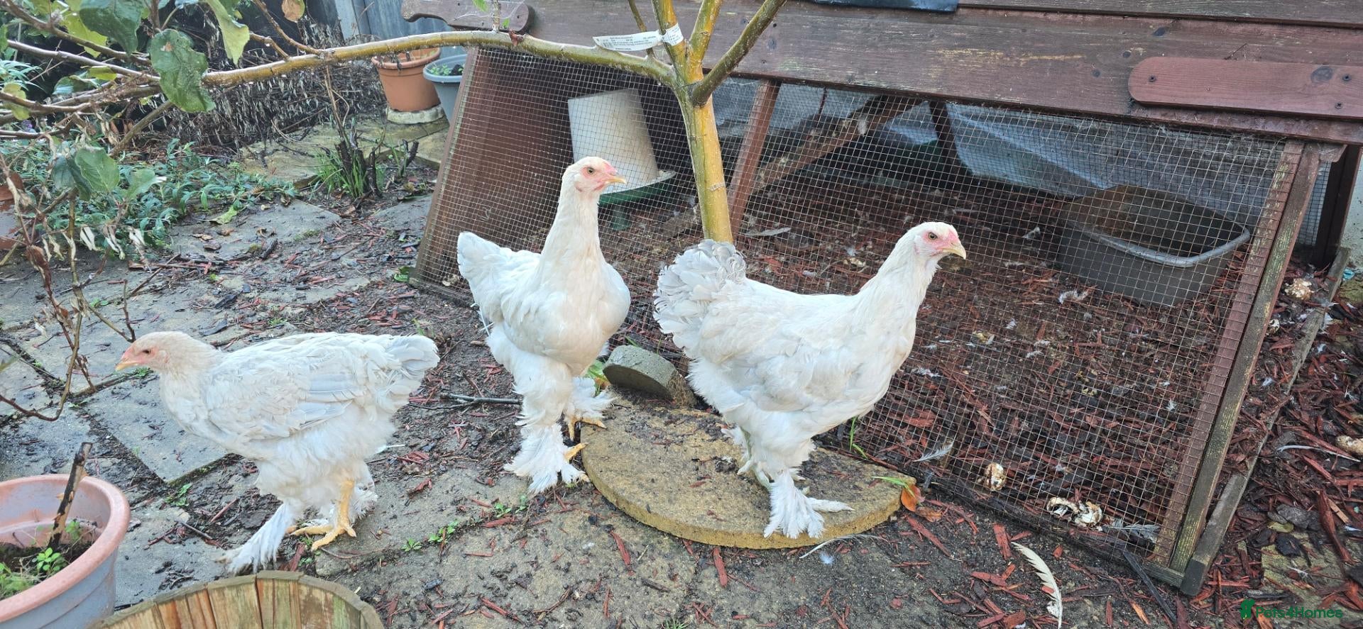 Chickens poultry Brahma chicken - Advert 1