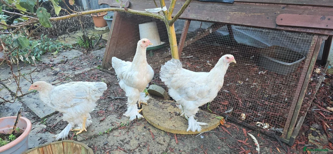 Chickens poultry for sale: Brahma chicken - Advert 1