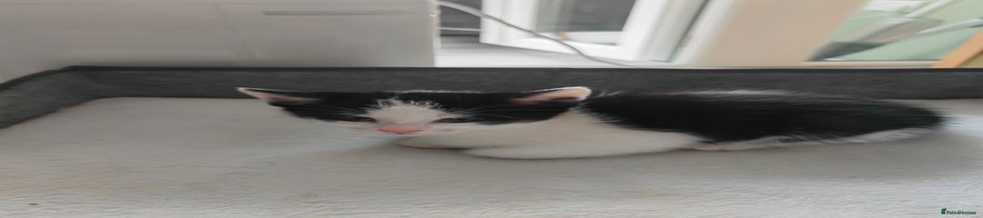 Black and white male