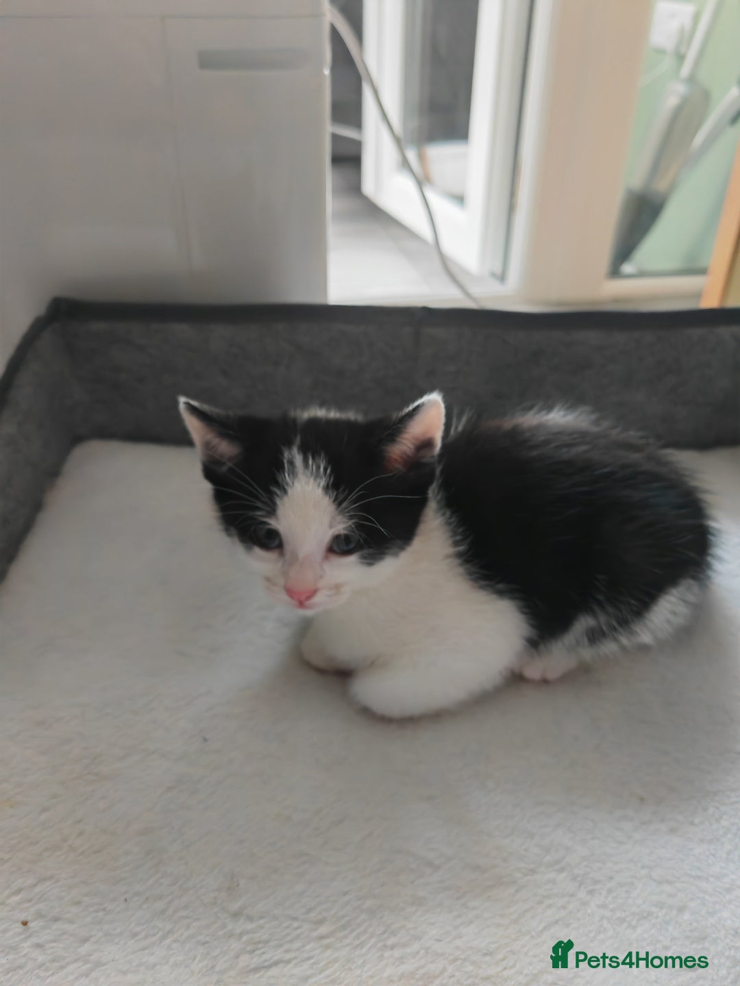 Mixed Breed cats for sale: Black and white boy left - Image 6