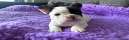 French Bulldog dogs for sale: STUNNING FRENCH BULLDOG PUPPIES - Advert 19