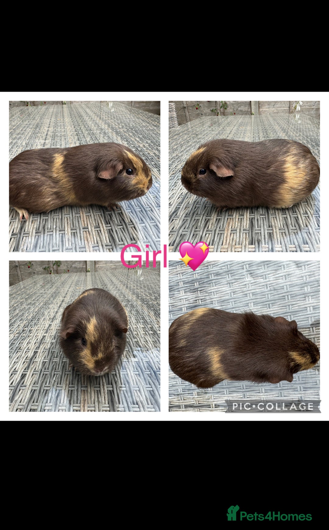 Guinea Pig rodents for sale: only 10 girls left Funky&smooth Guinea pigs - Image 5