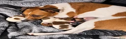 Jack Russell dogs for sale: Jack Russell Puppies 🐶  - Advert 3
