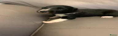 Border Collie 