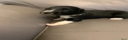 Border Collie dogs for sale: Pure border collie pups - Advert 19