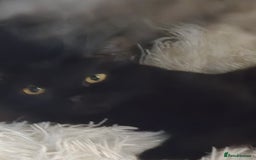 Mixed Breed cats for sale: Mixed ragdoll x siberian  - Image 6