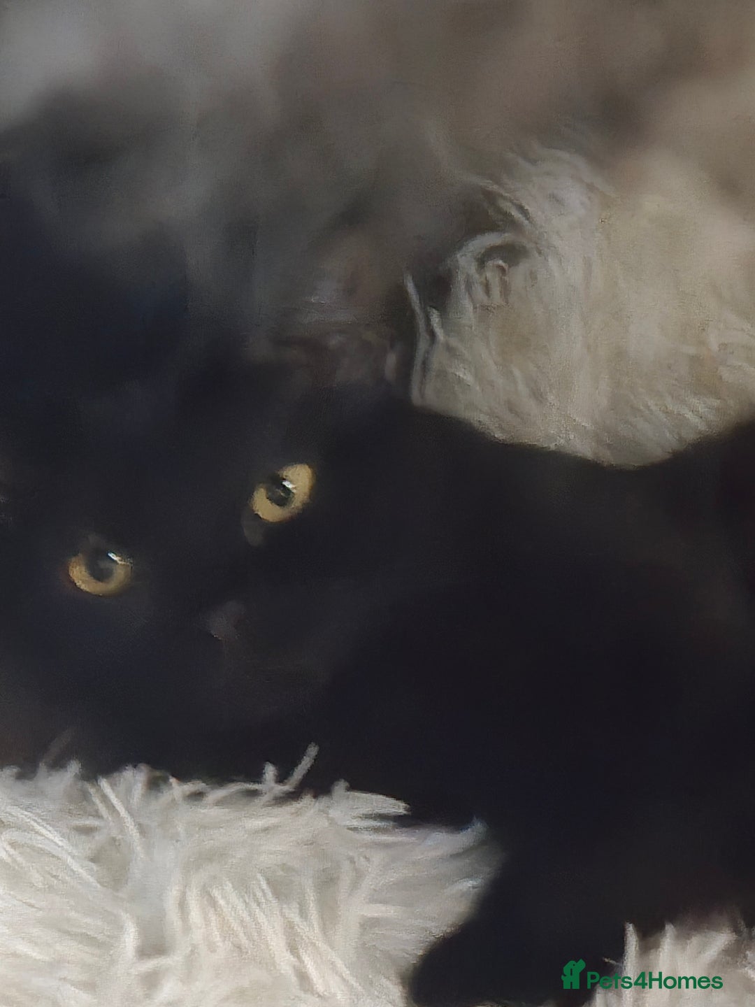 Mixed Breed cats for sale: Mixed ragdoll x siberian  - Image 6