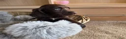 Cocker Spaniel dogs for sale: Working Type Cocker Spaniels - Advert 26