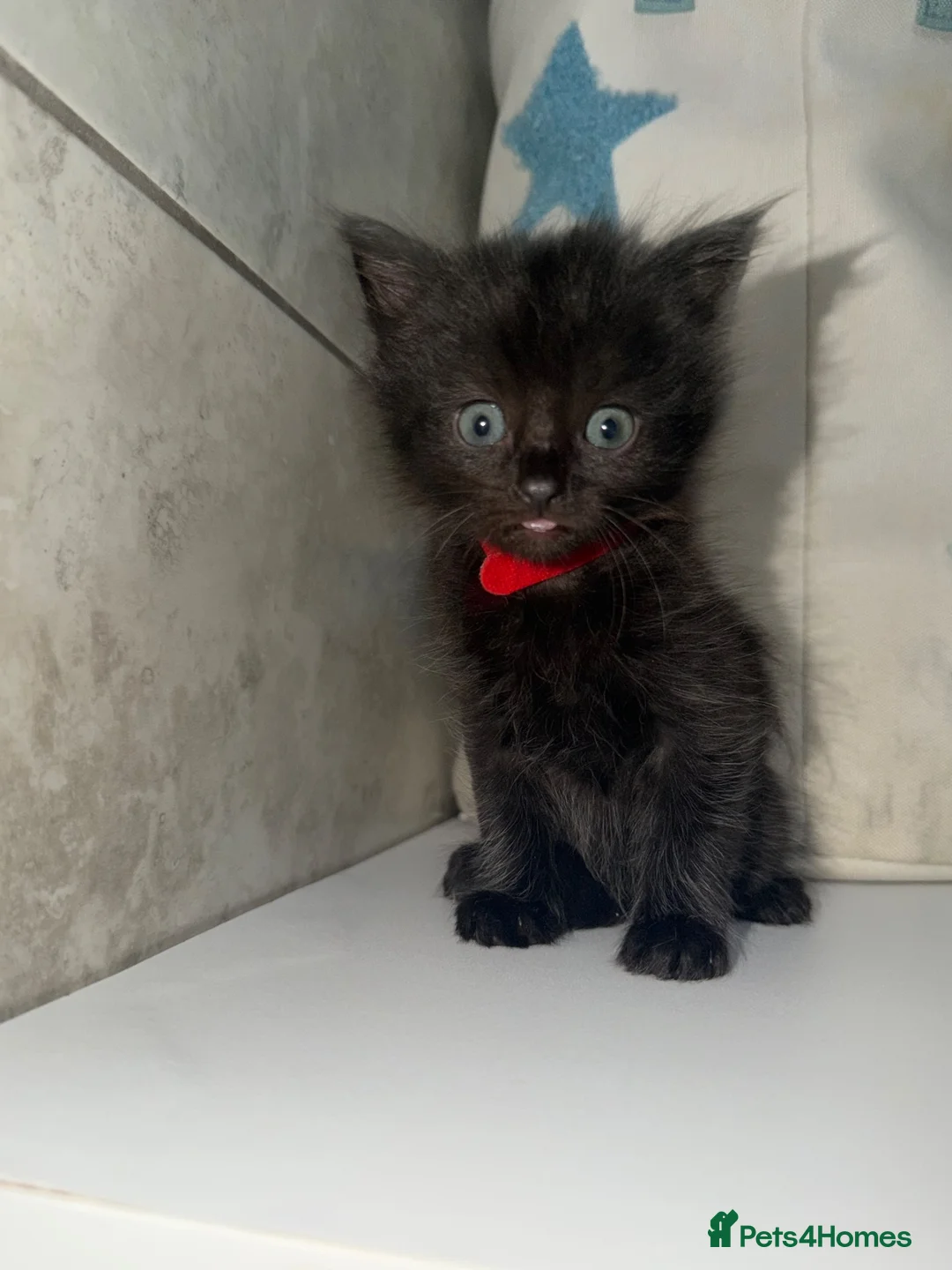 Mixed Breed cats for sale: Fluffy kittens  in Southampton - Advert 2