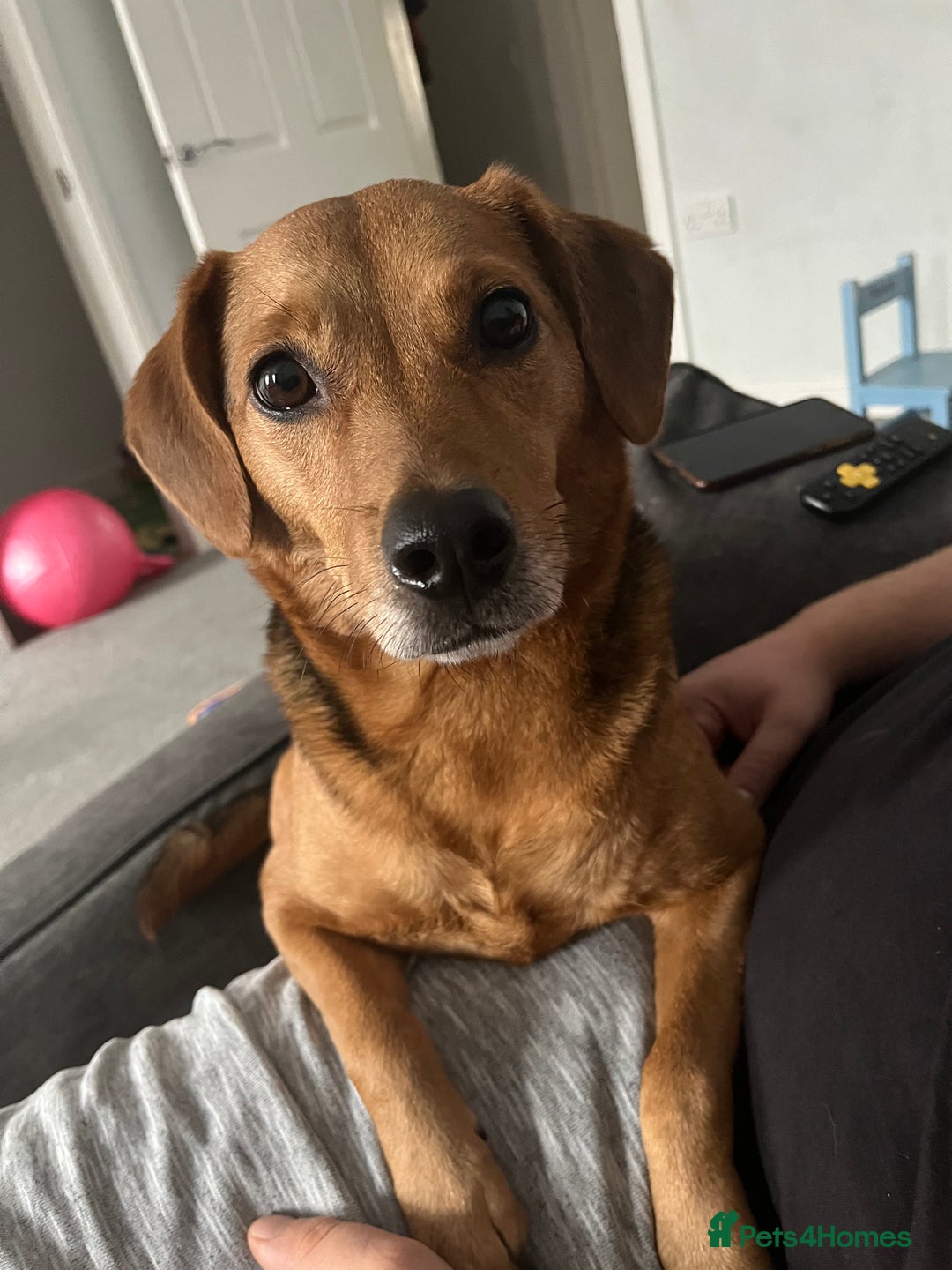 Mixed Breed dogs for sale: Beagle cross Jack Russle (Mo)  - Advert 2