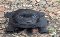 Labrador Retriever dogs for sale: Meet Tilly 💕 - Image 4