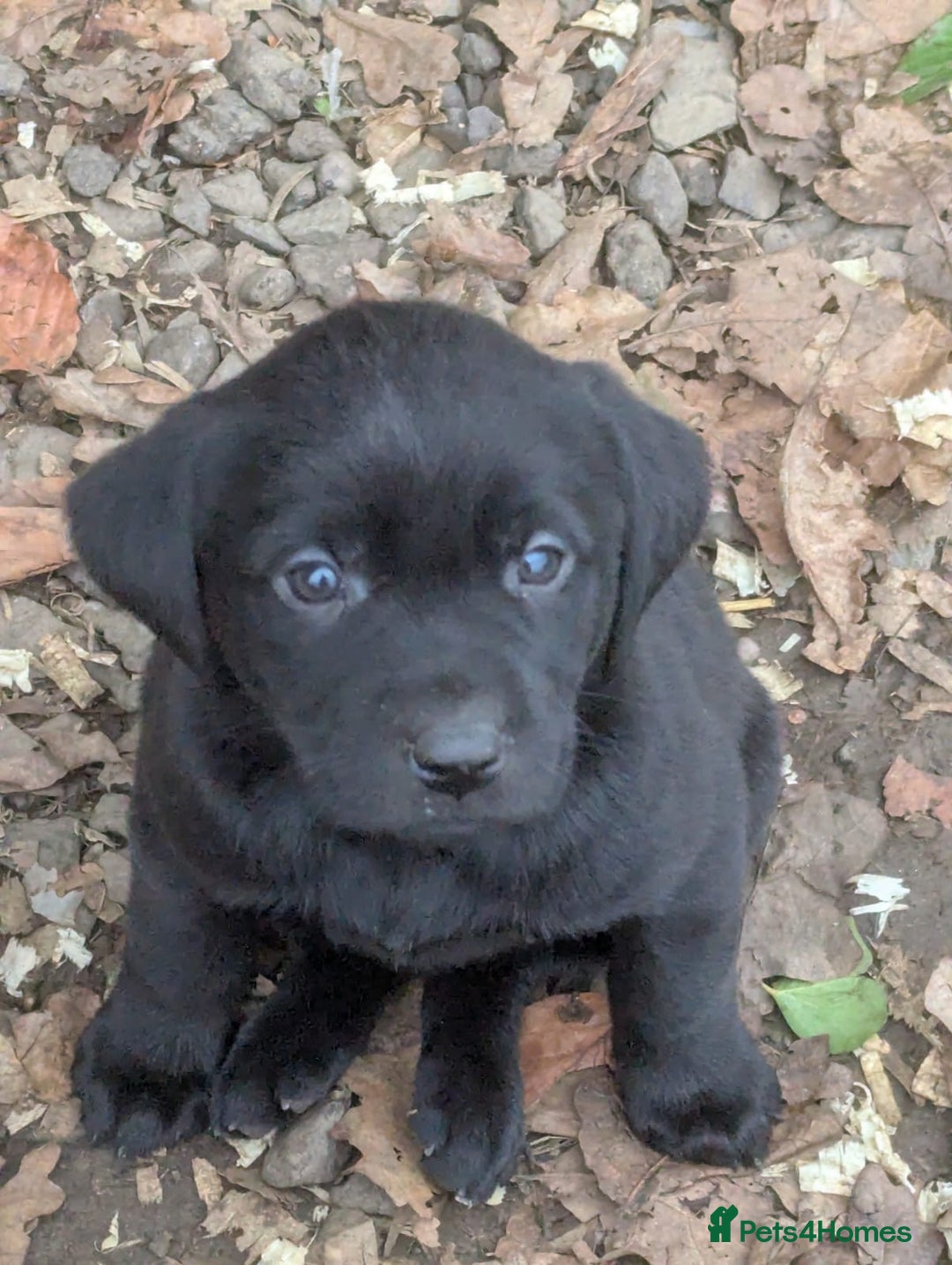 Labrador Retriever dogs for sale: Meet Tilly 💕 - Image 4