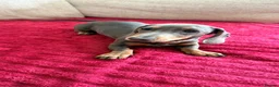 Miniature Dachshund dogs for sale: Female Miniature Dachshund Puppy for sale!  - Advert 3