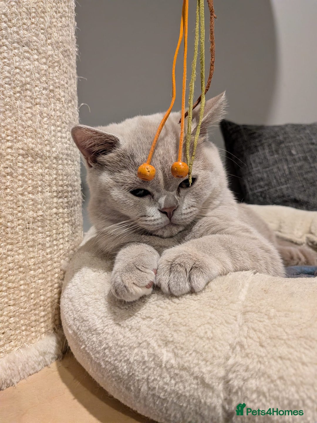 British Shorthair cats for sale: GCCF Registered Championship Line BSH Kittens - Advert 5