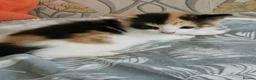 Mixed Breed cats for sale: Kittens 😸  - Advert 4