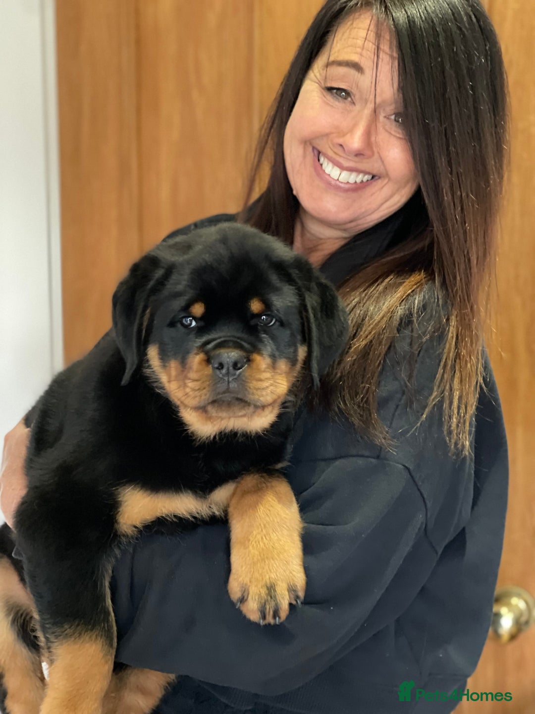 Rottweiler dogs for stud: ABSOLUTELY BEAUTIFUL KC Health Tested *FOR STUD* in Mansfield - Advert 26