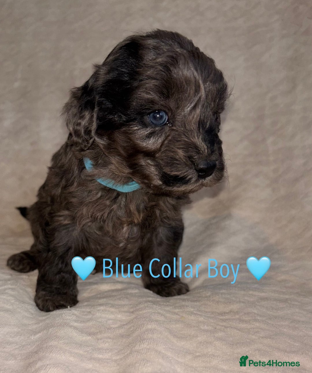 Cavapoo dogs for sale: 🐶 F1 CAVAPOO PUPPIES HEALTH TESTED PARENTS 🐶 - Advert 33