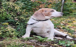 Beagle dogs for adoption: Charlie - the Beagle - Image 15