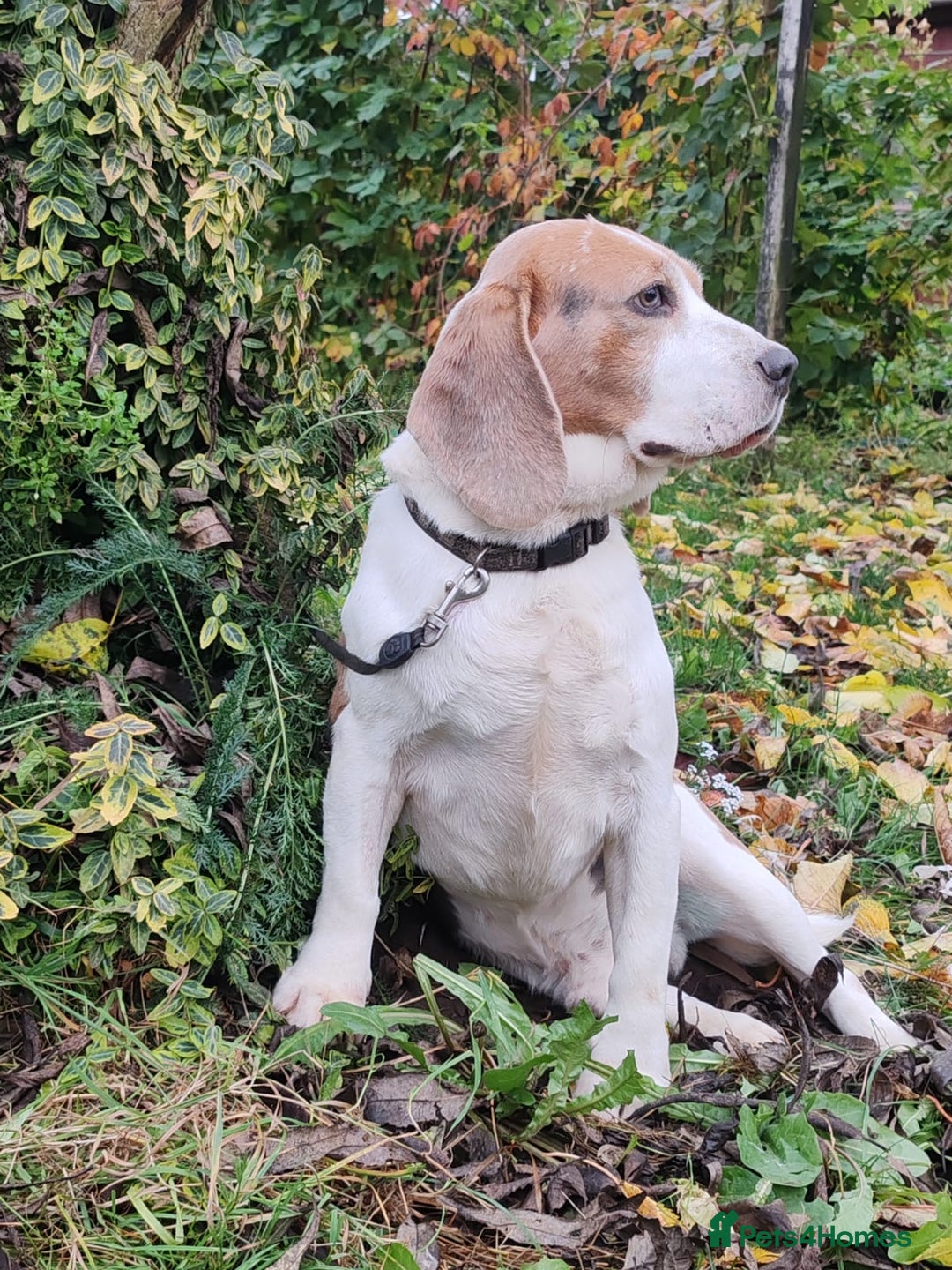 Beagle dogs for adoption: Charlie - the Beagle - Image 15