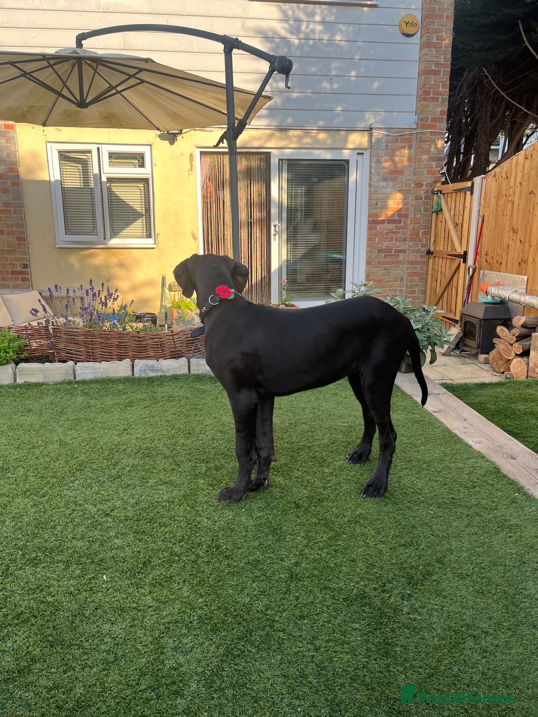 Great Dane dogs for sale: 5 month Great Dane puppy - Image 5