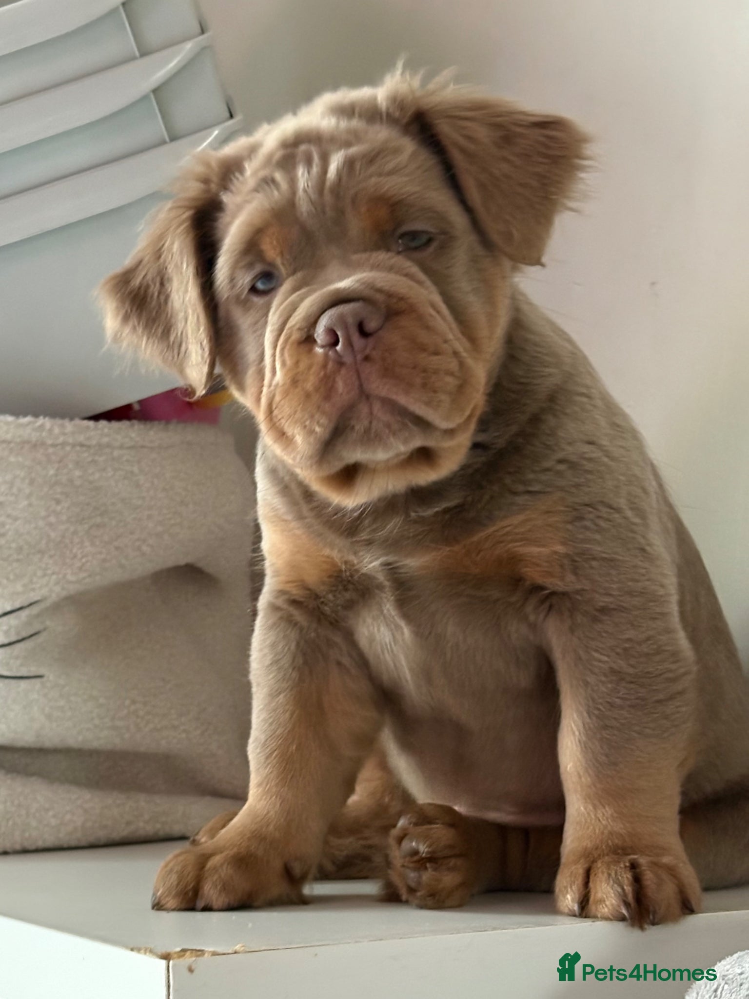 Olde English Bulldogge dogs Rare fluffy olde English bulldogge  - Advert 6