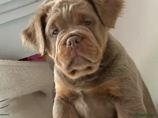 Olde English Bulldogge dogs Rare fluffy olde English bulldogge - Advert 6