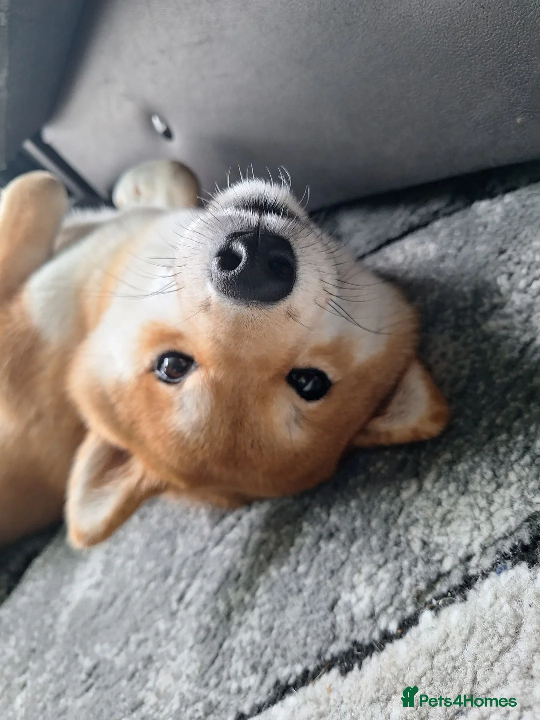 Japanese Shiba Inu dogs for sale: 1 Year & 7 Months Old Shiba Inu in Clydebank - Advert 2
