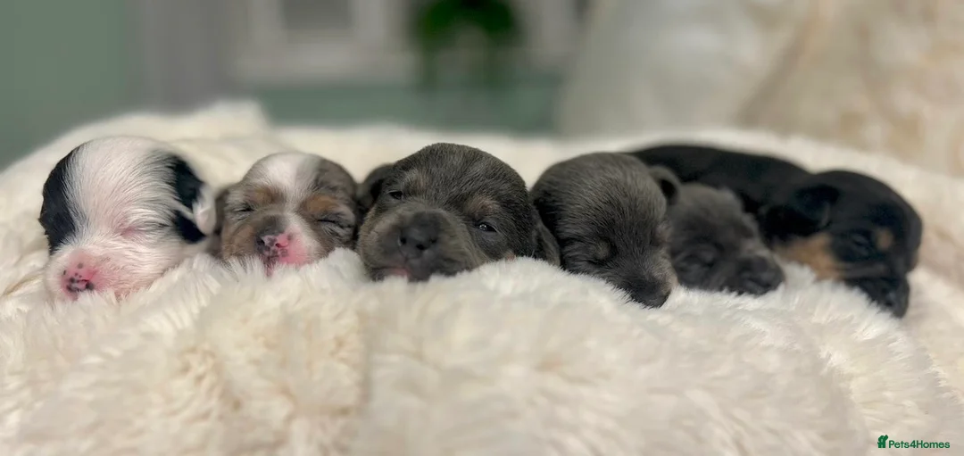 Jack Russell dogs for stud: Lenny Son of Much Wenlock Louie in Wokingham - Advert 23