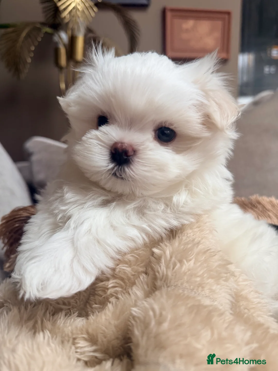 Maltese dogs for sale: Bambelina Full Korean Bloodline Maltese - Advert 14
