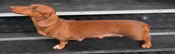 Miniature Dachshund dogs for sale: 1 Longhaired Miniature Dachshund Male - Advert 12