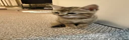 Mixed Breed cats for sale: Bengal Cross Female Kitten - Advert 3
