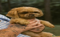 Shih Tzu dogs for stud: Cupid 💜  - Image 3
