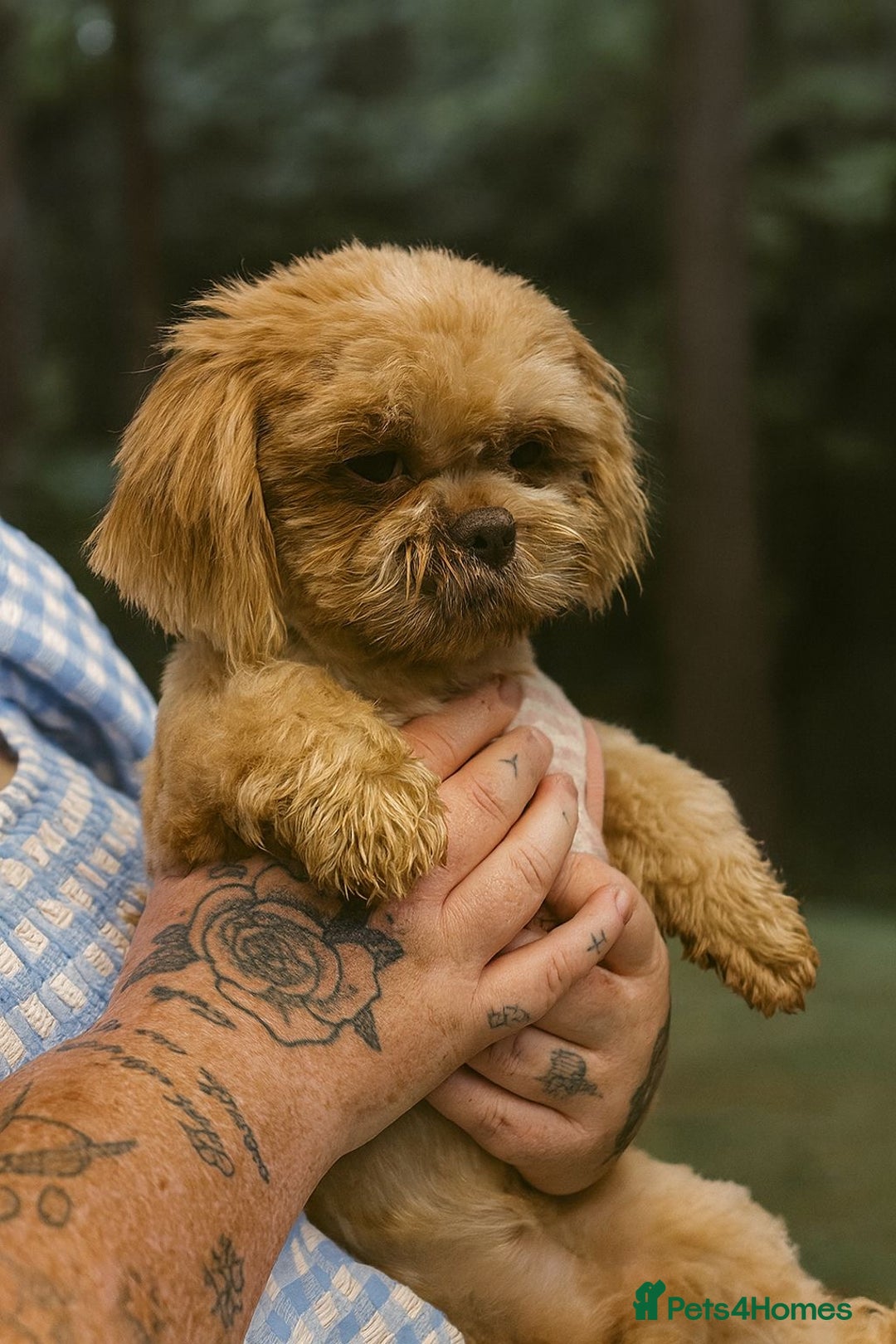Shih Tzu dogs for stud: Cupid 💜  - Image 3