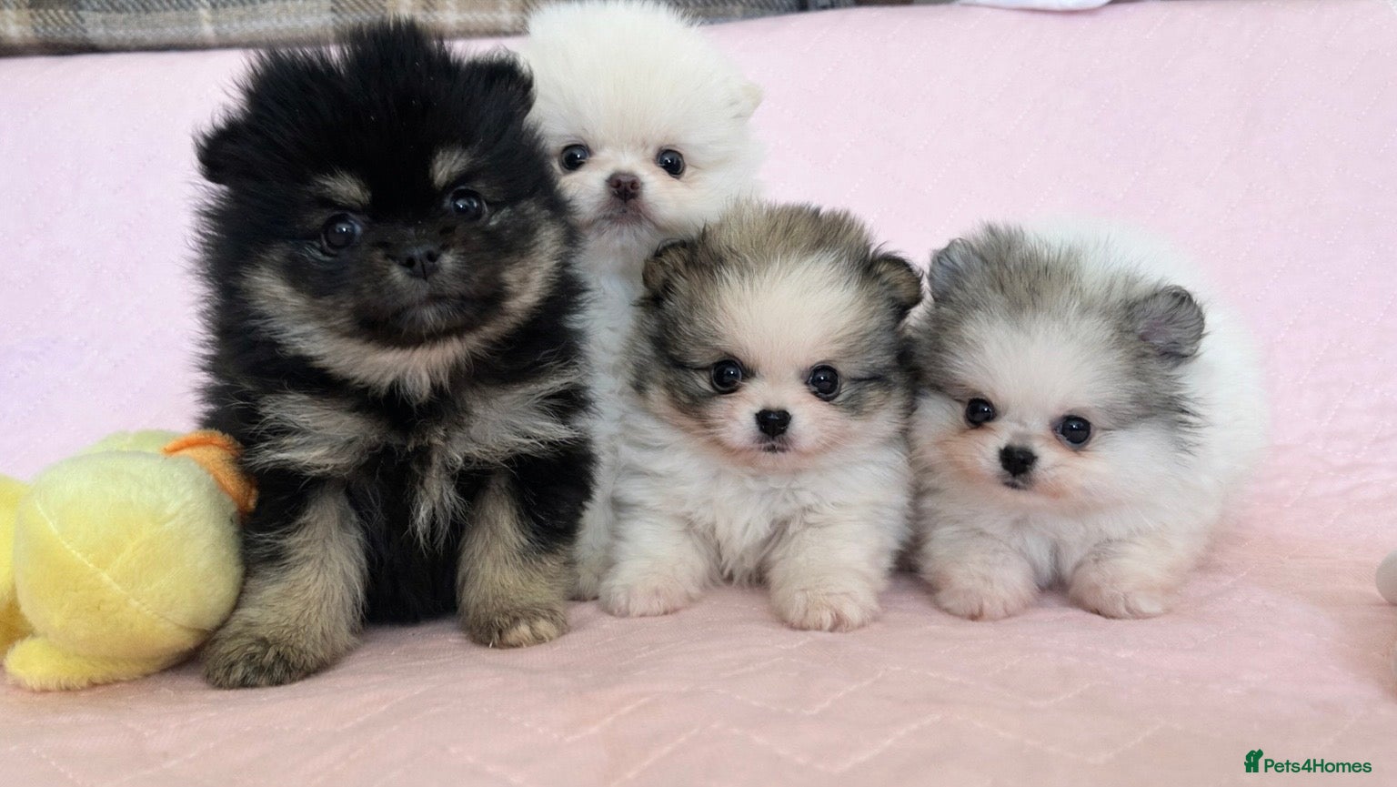 Pomeranian dogs Rainbow litter all different colors and markings  - Advert 20