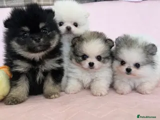 Pomeranian dogs Rainbow litter all different colors and markings - Advert 20