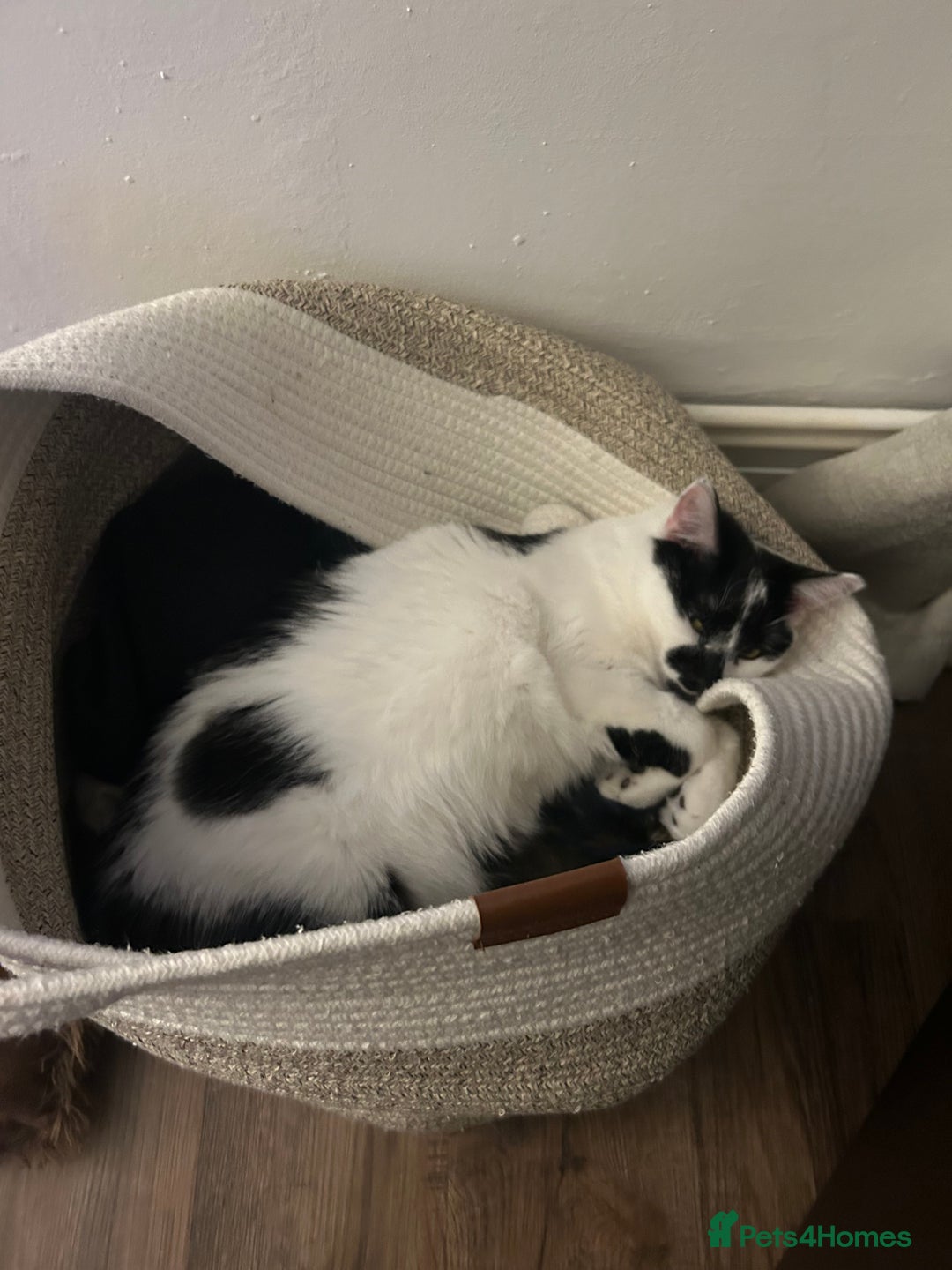 Domestic Shorthair cats for sale: Two cats male and female lovely need loving home  - Image 5