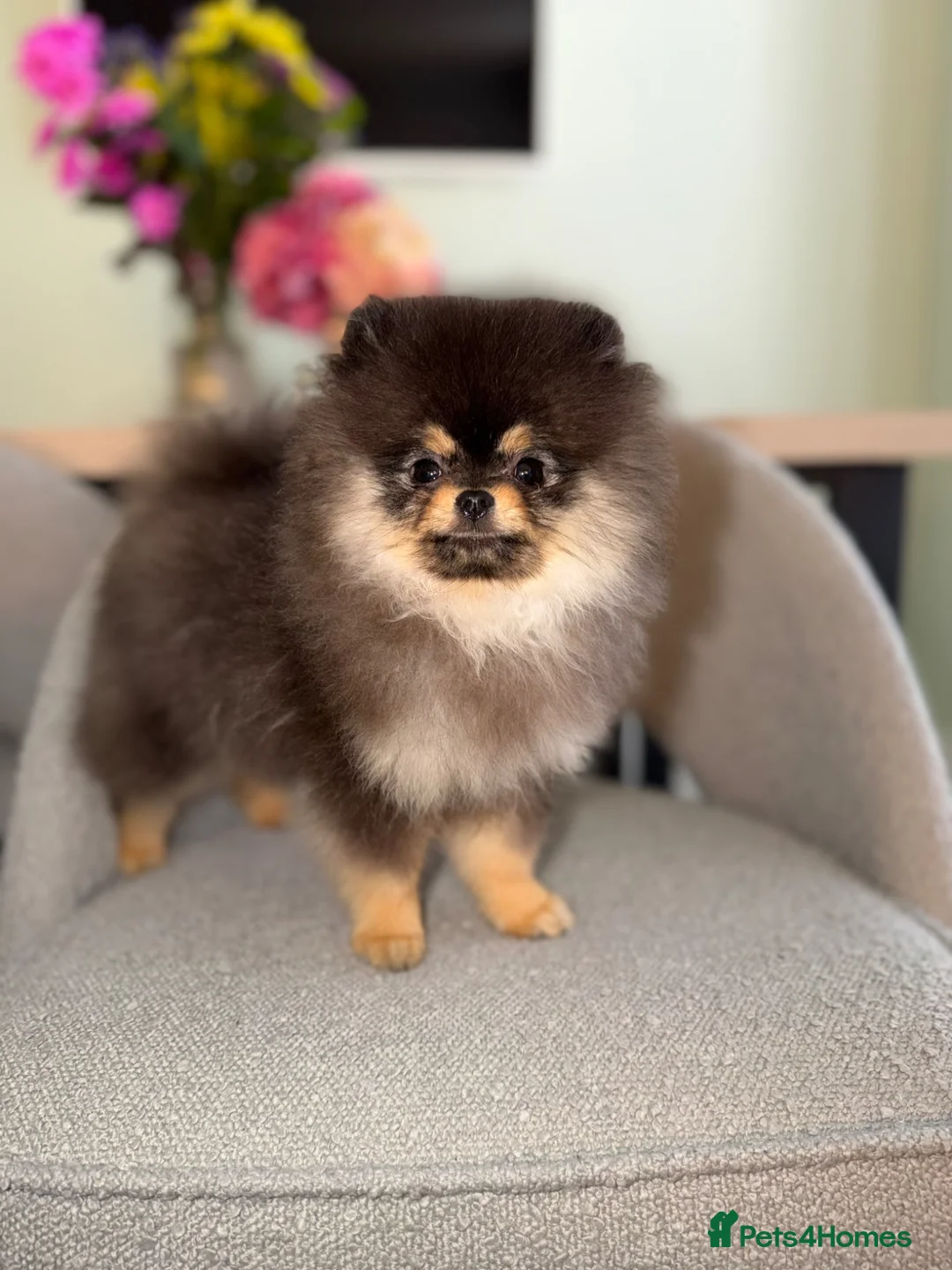 Pomeranian dogs for sale: Stunning  **  Pomeranian  in Liverpool - Advert 4