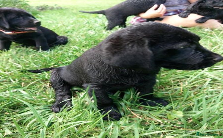 Labrador Retriever dogs - Advert 2