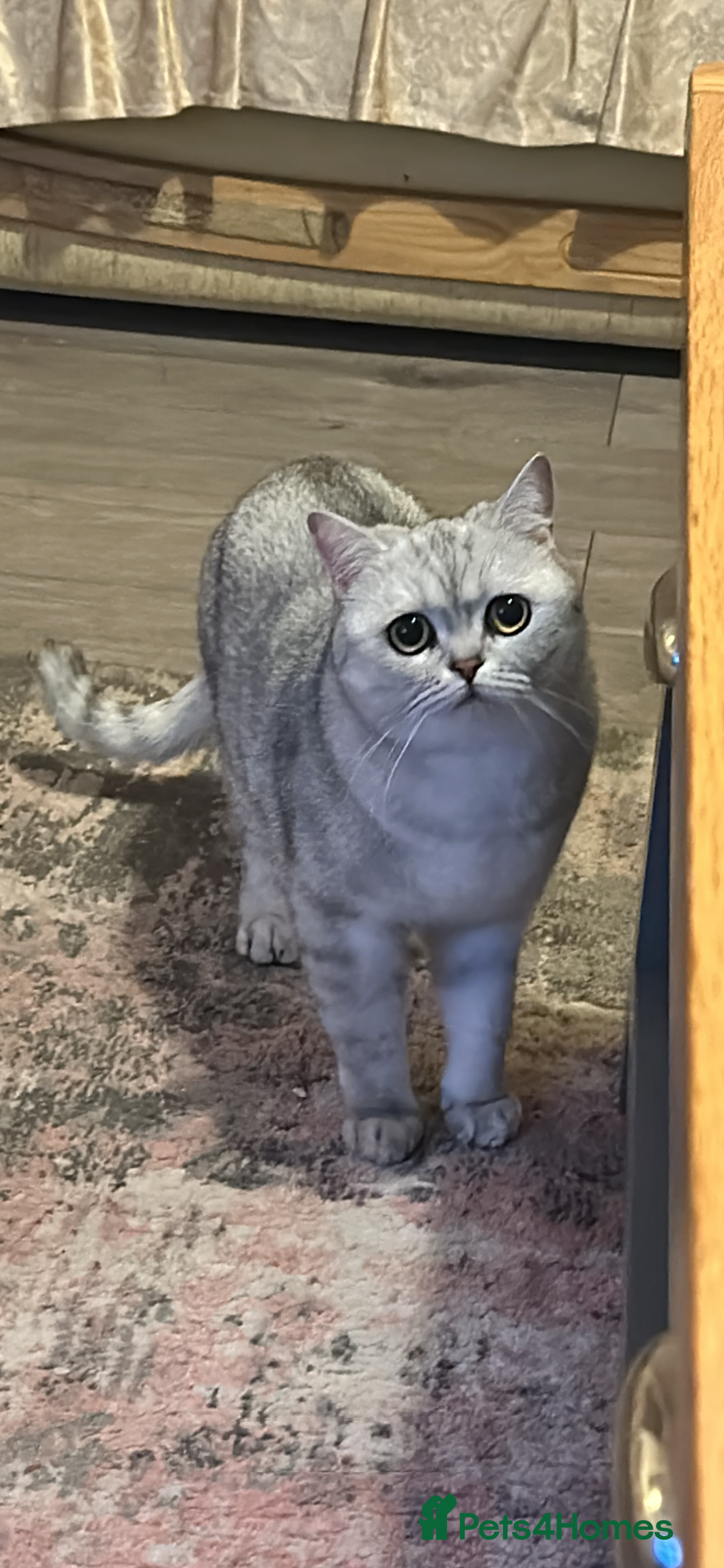 British Shorthair cats British Short Hair - Silver Shaded - Stormi - Advert 11