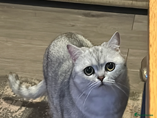 British Shorthair cats - Advert 34