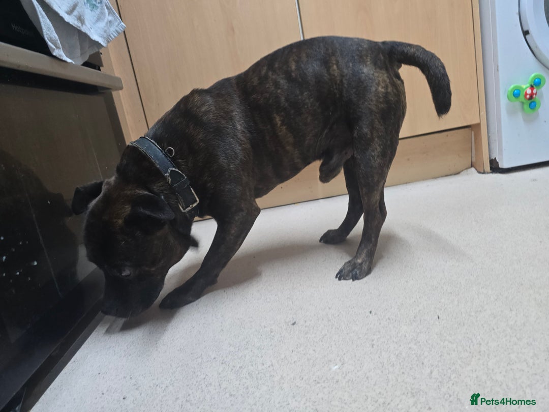 Staffordshire Bull Terrier dogs for sale: To good home - Image 2