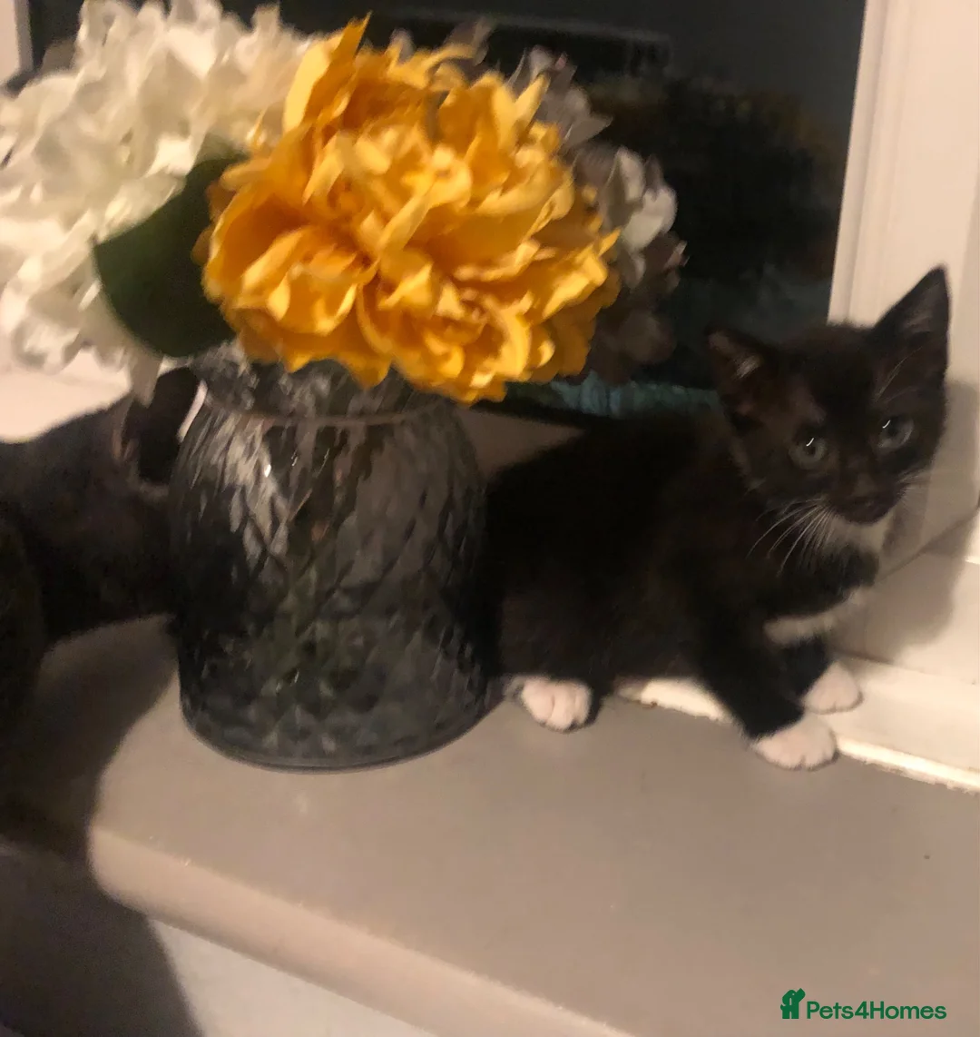 Mixed Breed cats for sale: Beautiful black and white brothers  - Advert 7