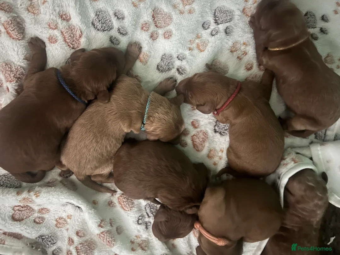 Goldendoodle dogs for sale: Miniture F1B Irish doodles health tested parents  - Advert 5